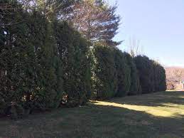 However, if arborvitae are pruned heavily (exposing bare areas), they often have a difficult time filling in bare spots. Trimming Arborvitae Umass Center For Agriculture Food And The Environment