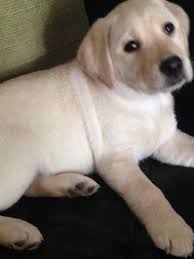 This advert is located in and around hartlepool, durham. Pedigree Kc Registered Labrador Retriever Puppies In Durham Durham Born 26 11 19