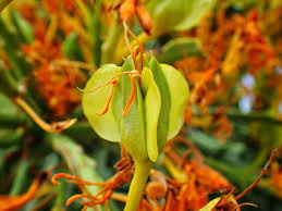 Image result for Rytigynia sp. F