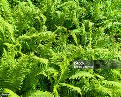 Image result for Lomariopsidaceae