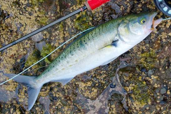 How to catch kahawai - The Fishing Website