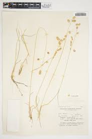 Image result for Trichoneura grandiglumis