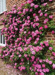 Pink Climbing Roses On A Brick Wall Brick Wall Gardens Red Climbing Roses Climbing Roses Trellis