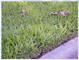 Image result for aeration photos on st augustine grass