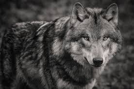 Being a lone wolf means being a warrior. Are You A Lone Wolf And Prefer To Work On Your Own Veritus Group