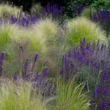 Image result for Selago albomarginata