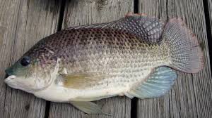 Ikan hias air laut adalah jenis ikan hias yang hidup di perairan laut. 6 Jenis Ikan Yang Sebaiknya Tak Kamu Makan Meski Umum Di Pasaran Citizen6 Liputan6 Com