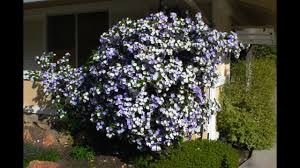 Image result for Brunfelsia pauciflora