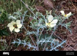 Image result for Argemone ochroleuca