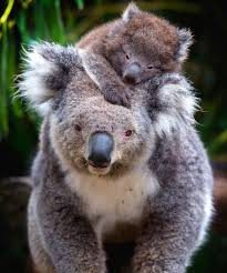 If You Ve Never Heard A Koala Cry You Re In For An Interesting Treat Koala Cute Baby Animals Koala Bear