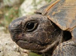Quand Et Comment Hiberne La Tortue De Terre Blog Tortue De Terre Tortue Terrestre Enclos Tortue