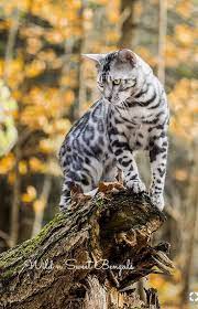 A Silver And Black Bengal Cat Beautiful Bengal Cat Silver Bengal Cat Cat Breeds