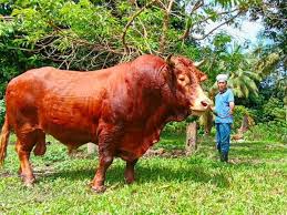Maybe you would like to learn more about one of these? Jogho Wakil Asia Pertandingan Lembu Sado