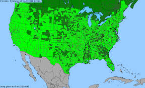 Image result for Cuscuta cassytoides