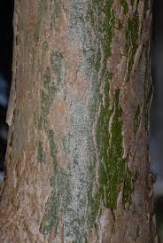 Image result for Millettia stuhlmannii