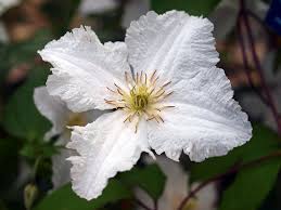 Check spelling or type a new query. Clematis Wilt Faddegon S Nursery Inc