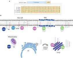 Frontiers | Palmitoylation as a Key Regulator of Ras Localization and  Function