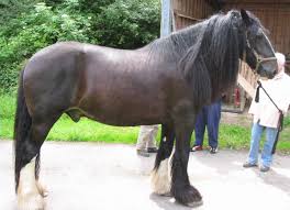 The falabella is a small argentine horse that rarely stands above 32 inches in height. Shire Horse Wikipedia