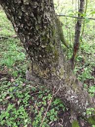 The naturalist, forester, or weekend observer will discover all this and more in trees of pennsylvania. The Trees Of The Morel The Great Morel