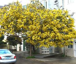 We did not find results for: Acacia Baileyana Purpurea Evergreen Tree Blooms Late Winter Spring Acacia Baileyana Acacia Tree Drought Tolerant Trees