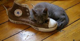 10 Astuces Super Efficaces Pour Enlever Les Mauvaises Odeurs Des Chaussures Odeur Chaussure Enlever Odeur Chaussure Odeur