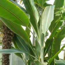Image result for Musa sp. (Ornamental bananas)