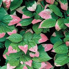 Image result for Actinidia