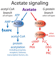 Frontiers Acetate Revisited A Key Biomolecule At The Nexus Of Metabolism Epigenetics And Oncogenesis Part 2 Acetate And Acss2 In Health And Disease Physiology