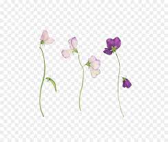 Sweet peas are slightly different. Sweet Pea Flower Tattoo Botanische Illustration Andere Png Herunterladen 570 759 Kostenlos Transparent Blume Png Herunterladen