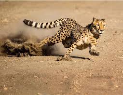 Pin On Wild Felines