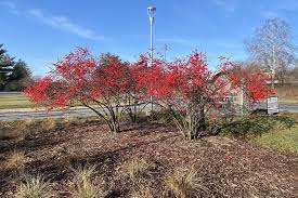 Image result for Xyris peteri