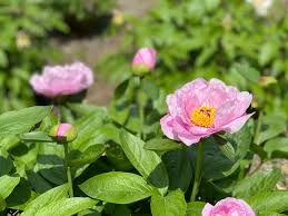 The botanical garden facility in ann the arboretum's gardens include the peony garden, which has over 270 varieties of peonies and can have nearly 800 flowers during the spring bloom. Peonies In Bloom At University Of Michigan S Arboretum In Ann Arbor