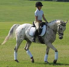 This horse's color has deep golden tones. Pony Club Skills Horse Colors And Markings Young Rider