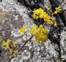 Image result for Pavetta gracillima