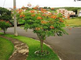 Image result for Caesalpinia sappan