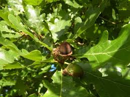 You can help the tree recover its former glory by starting and planting oak tree seedlings following the instructions in this article. Fruit Oak Images Search Images On Everypixel