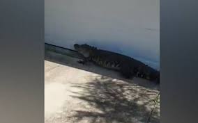 4 hour trip (am) 2 bookings in the past week. Landscaper Encounters Gator In Winter Haven Neighborhood