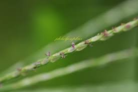 Image result for Digitaria gymnostachys