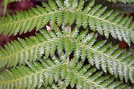 Image result for Dryopteris antarctica