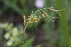 Image result for Dipcadi marlothii