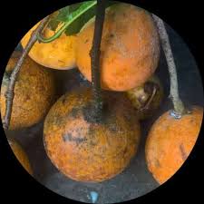 Image result for Landolphia owariensis