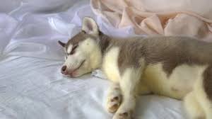 We visited the husky homestead and found it wonderful! Sleeping Little Husky Puppies New Year Holiday Video By C Kastock Stock Footage 291493744