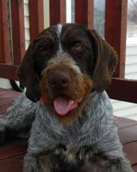 Puppies we have gsp puppies born to maggie (and ace). Akc 10 Month Old German Wirehaired Pointer For Sale In Sterling Colorado Classified Americanlisted Com