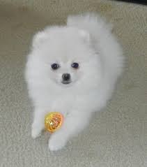 Pomeranian Puppies For Sale In Texas Cheap Zoe Fans Blog Pomeranian Puppy For Sale Puppies Pomeranian Puppy