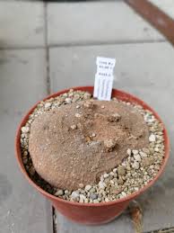 Image result for Trochomeria polymorpha