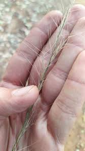 Image result for Aristida pilgeri