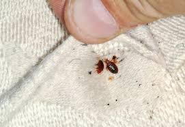 Image result for bed bugs droppings