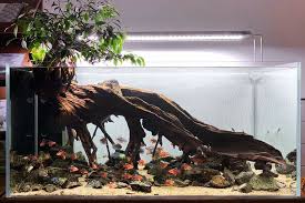 Pin By Jose Alejandro On Thủy Sinh Fresh Water Fish Tank Aquascape Aquarium Fish Tank Terrarium