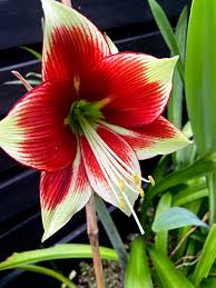 Image result for Hippeastrum sp. cultivars