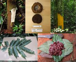 Image result for Thomandersia hensii